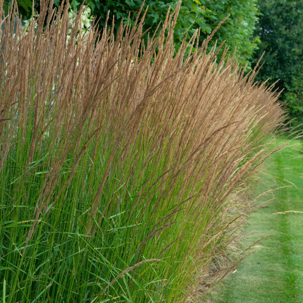 Molinia caerulea 'Heidebraut' (pijpestrootje) BIO