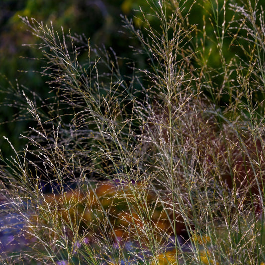 Molinia arundinacea 'Transparent' (pijpestrootje)