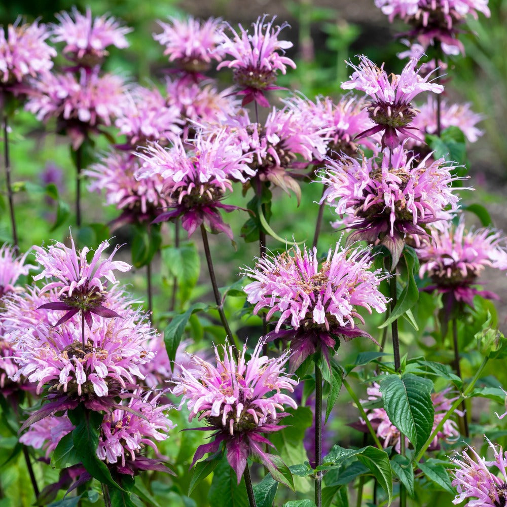 Monarda 'Beauty of Cobham' (bergamot)