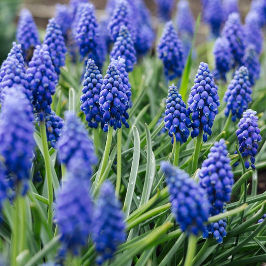 Muscari armeniacum (blauw druifje, 20 stuks) BIO