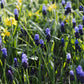 Muscari latifolium (blauw druifje, 20 stuks) BIO