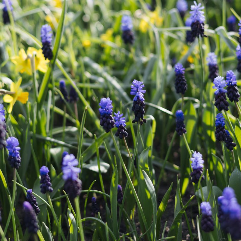 Muscari latifolium (blauw druifje, 20 stuks) BIO