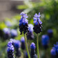 Muscari latifolium (blauw druifje, 20 stuks) BIO