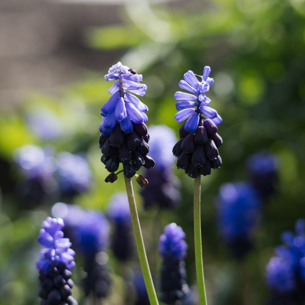 Muscari latifolium (blauw druifje, 20 stuks) BIO