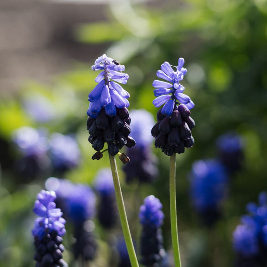 Muscari latifolium (blauw druifje, 20 stuks) BIO