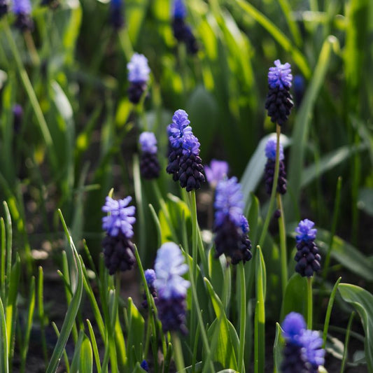 Muscari latifolium (blauw druifje, 20 stuks) BIO
