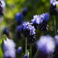 Muscari latifolium (blauw druifje, 20 stuks) BIO