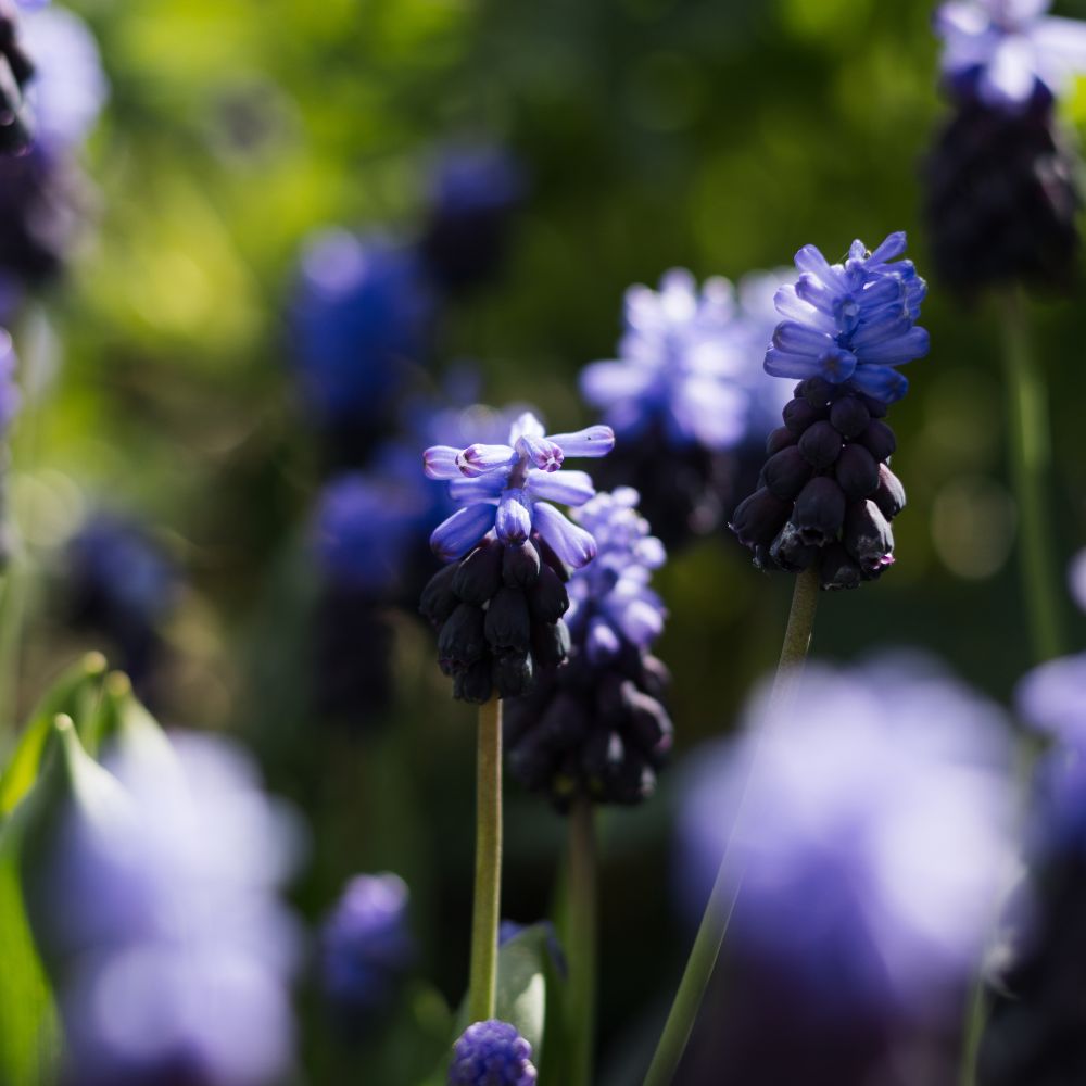 Muscari latifolium (blauw druifje, 20 stuks) BIO