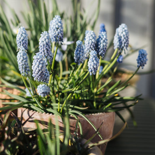 Muscari 'Valerie Finnis' (blauw druifje, 20 stuks)