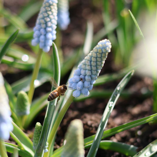 Muscari 'Valerie Finnis' (blauw druifje, 20 stuks)
