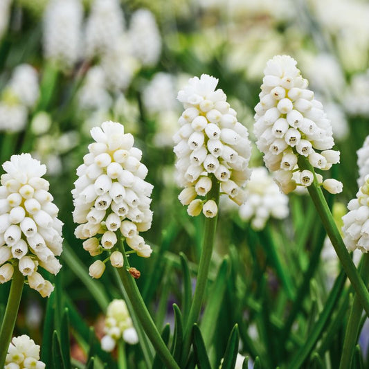 Muscari 'White Magic' (blauw druifje, 20 stuks)