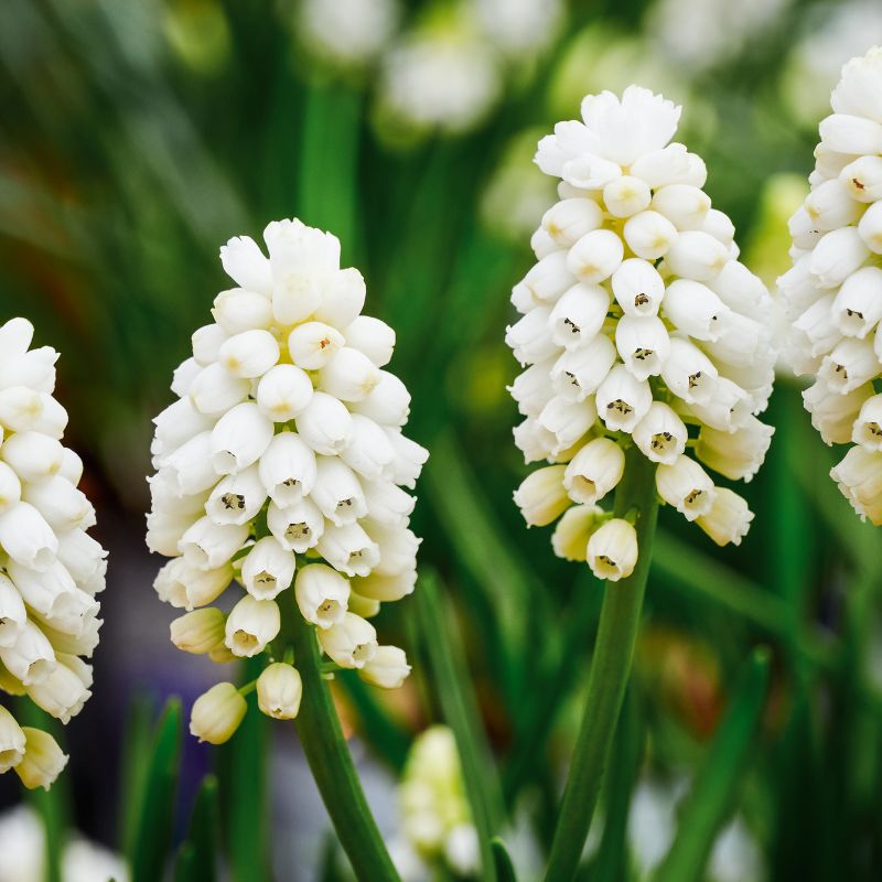 Muscari 'White Magic' (blauw druifje, 20 stuks)