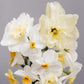 Narcis 'Cassata' (10 stuks)