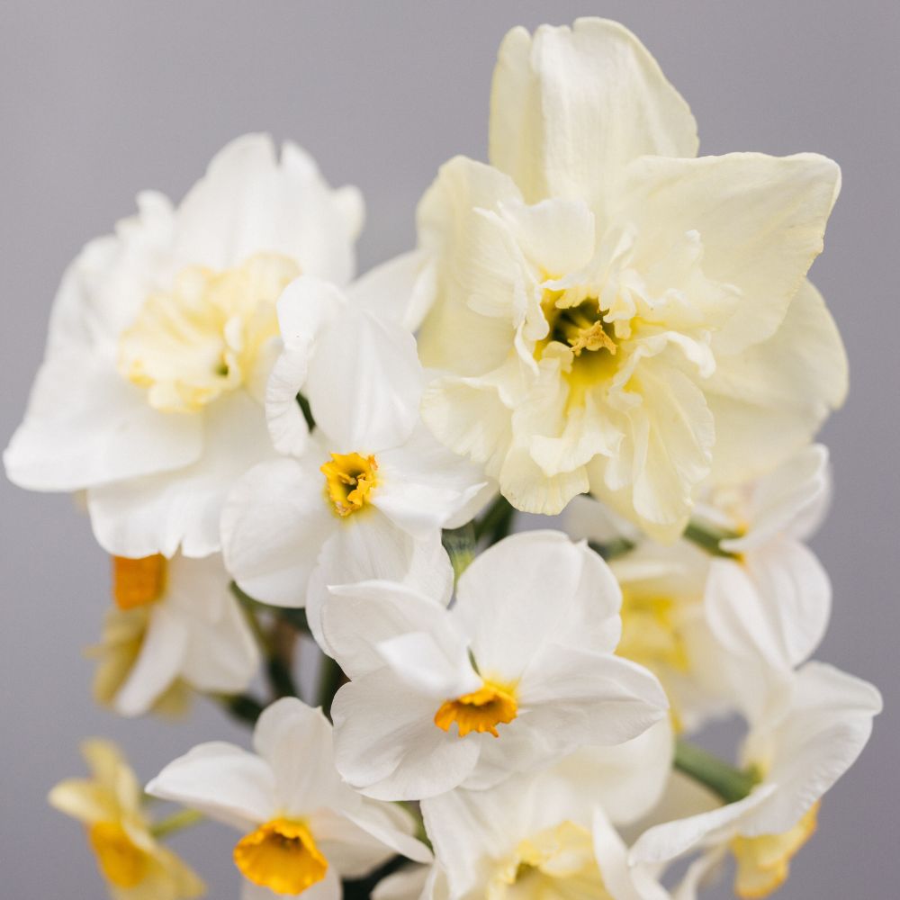 Narcis 'Cassata' (10 stuks)