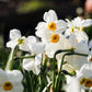 Narcis 'Geranium' (10 stuks)