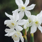 Narcis 'Thalia' (10 stuks) BIO