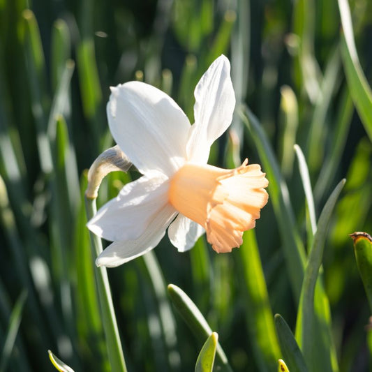 Narcis 'Accent' (10 stuks)