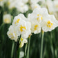 Narcis 'Bridal Crown' (10 stuks) BIO