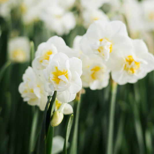 Narcis 'Bridal Crown' (10 stuks) BIO