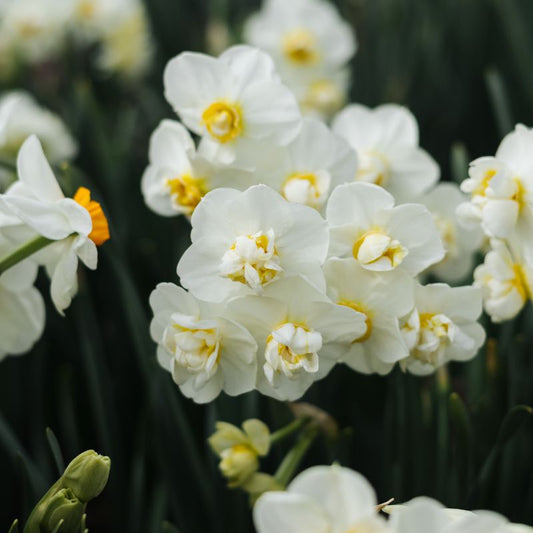 Narcis 'Cheerfulness' (10 stuks)