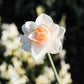 Narcis 'Delnashaugh' (10 stuks)