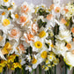Narcis 'Delnashaugh' (10 stuks)