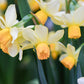 Narcis 'Eaton Song' (10 stuks)