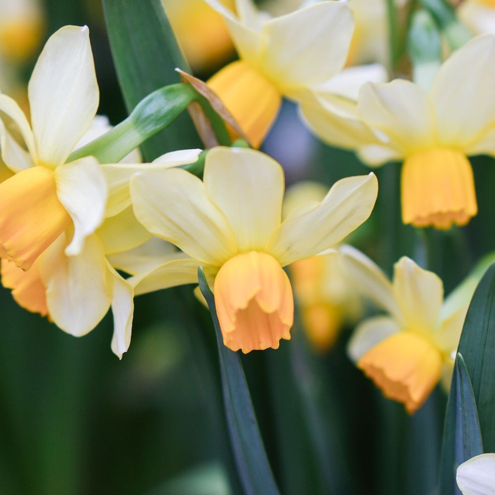 Narcis 'Eaton Song' (10 stuks)