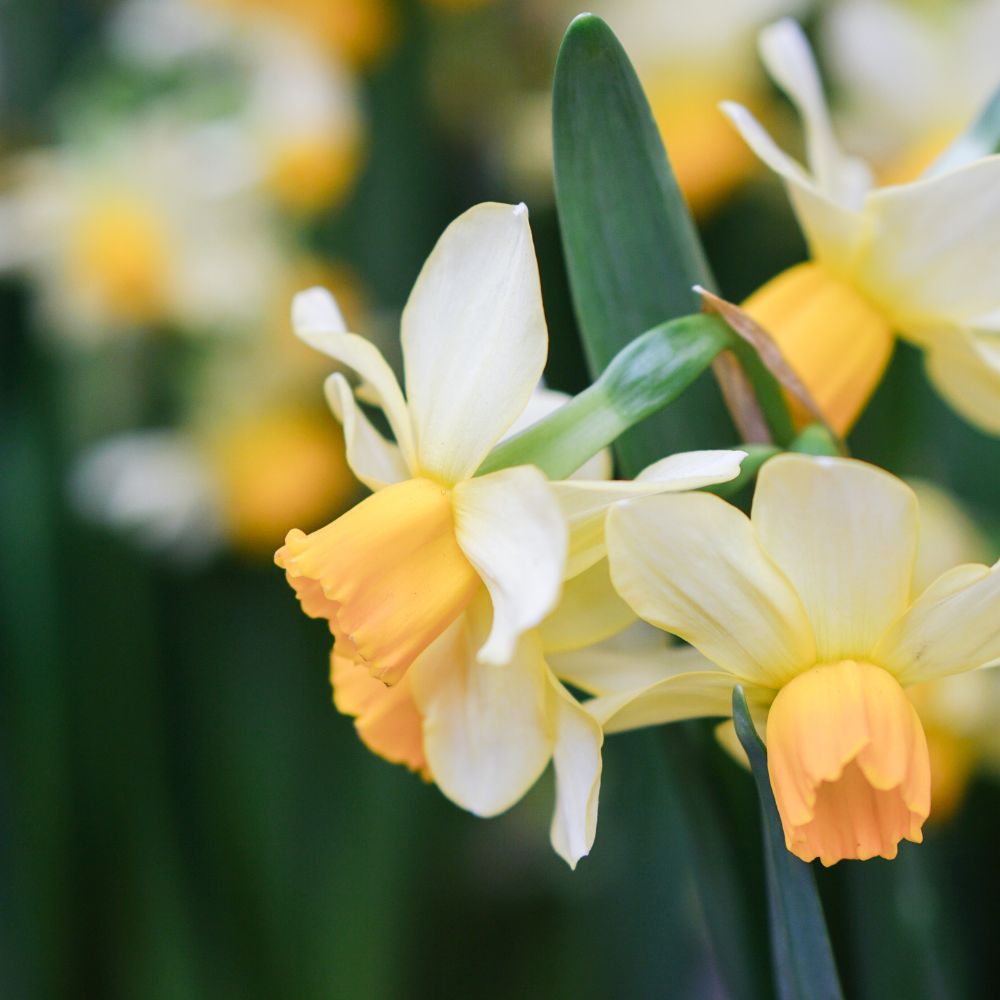 Narcis 'Eaton Song' (10 stuks)