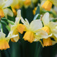 Narcis 'Eaton Song' (10 stuks)