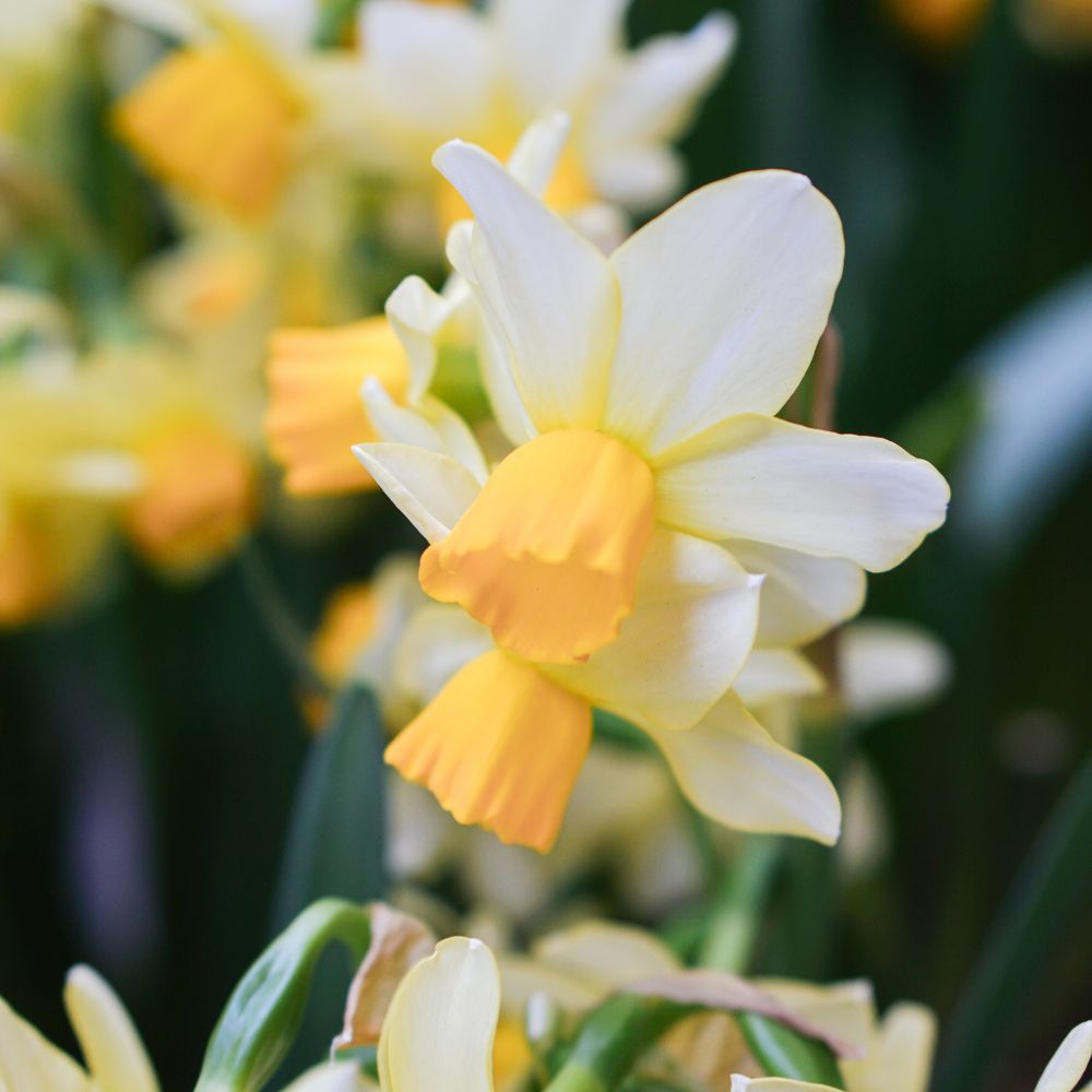 Narcis 'Eaton Song' (10 stuks)