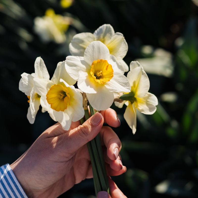 Narcis 'Flower Record' (10 stuks)