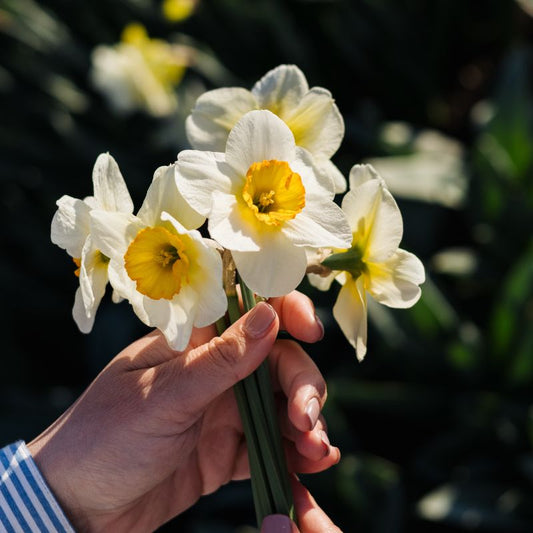 Narcis 'Flower Record' (10 stuks)