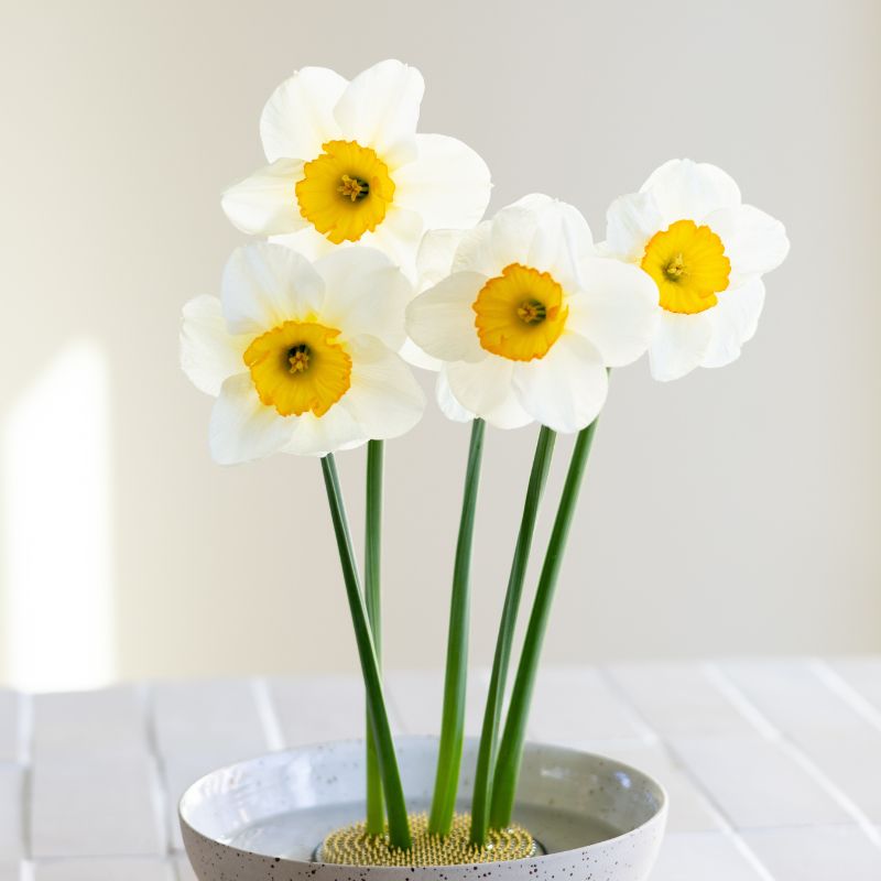 Narcis 'Flower Record' (10 stuks)