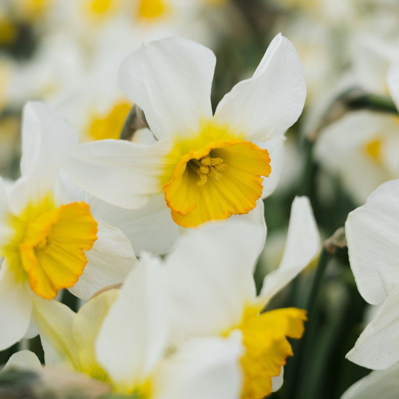 Narcis 'Flower Record' (10 stuks)