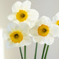 Narcis 'Flower Record' (10 stuks)