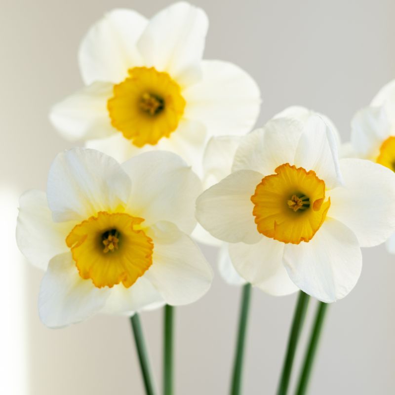 Narcis 'Flower Record' (10 stuks)