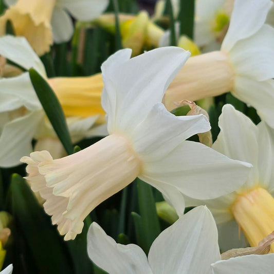 Narcis 'Lady Madonna' (10 stuks)