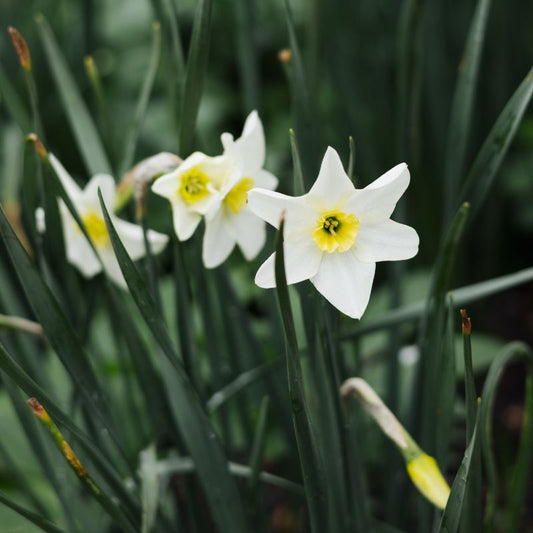 Narcis 'Lieke' (10 stuks)