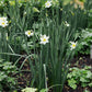 Narcis 'Lieke' (10 stuks)