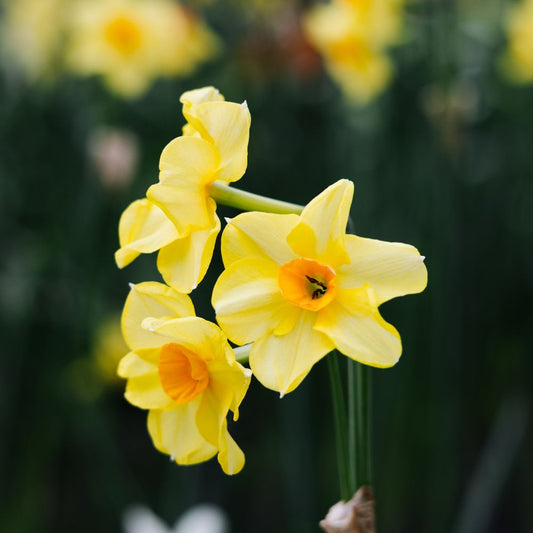 Narcis 'Martinette' (10 stuks) BIO