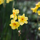 Narcis 'Martinette' (10 stuks) BIO