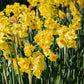 Narcis 'Martinette' (10 stuks) BIO