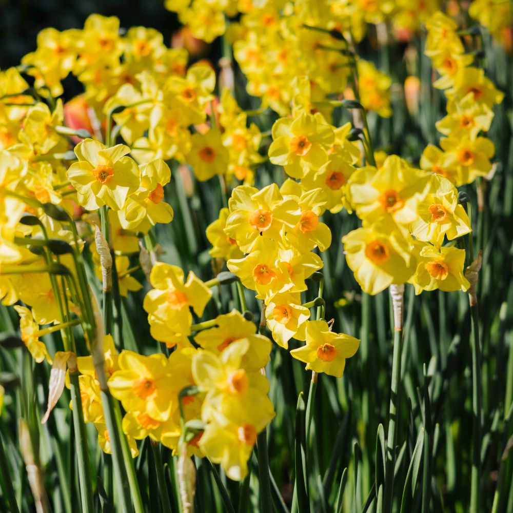 Narcis 'Martinette' (10 stuks) BIO