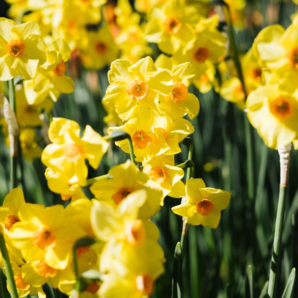 Narcis 'Martinette' (10 stuks) BIO