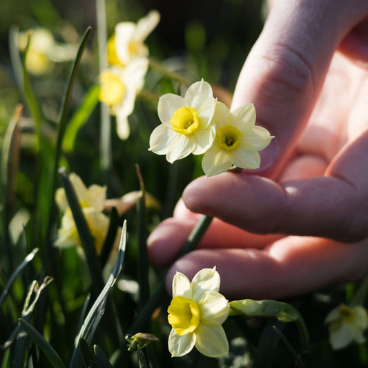 Narcis 'Minnow' (10 stuks) BIO