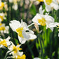 Narcis 'Papillon Blanc' (10 stuks) BIO