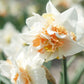 Narcis 'Replete' (10 stuks) BIO