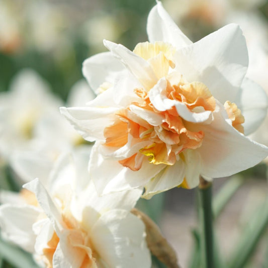 Narcis 'Replete' (10 stuks) BIO