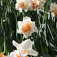 Narcis 'Replete' (10 stuks) BIO